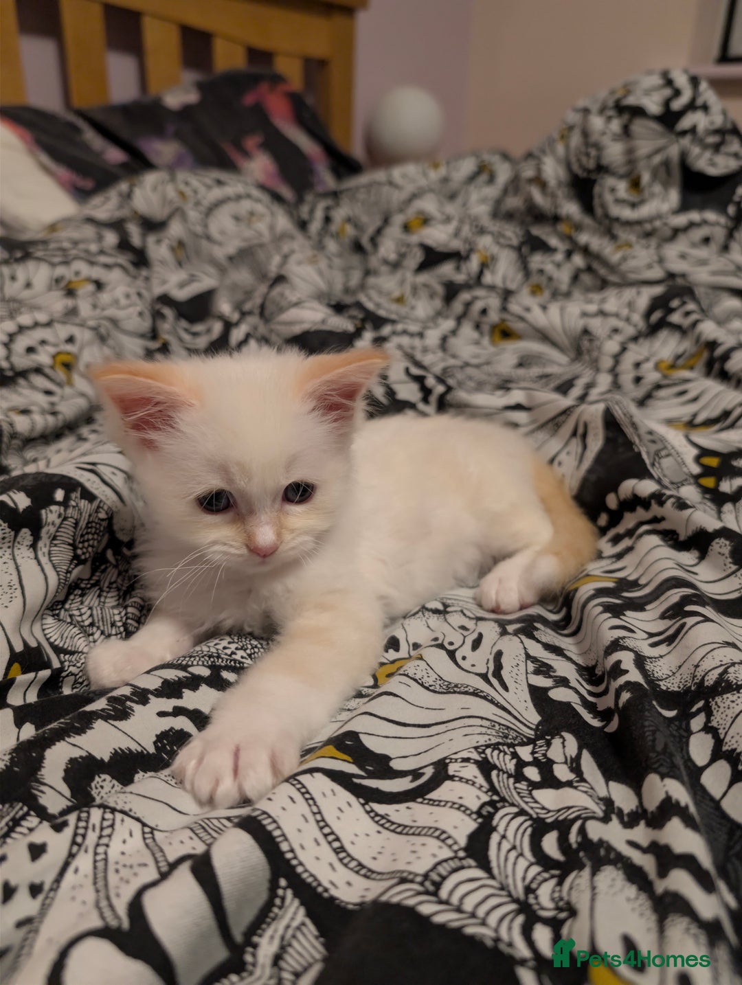 Ragdoll cats for sale: Ragdoll  - Advert 6