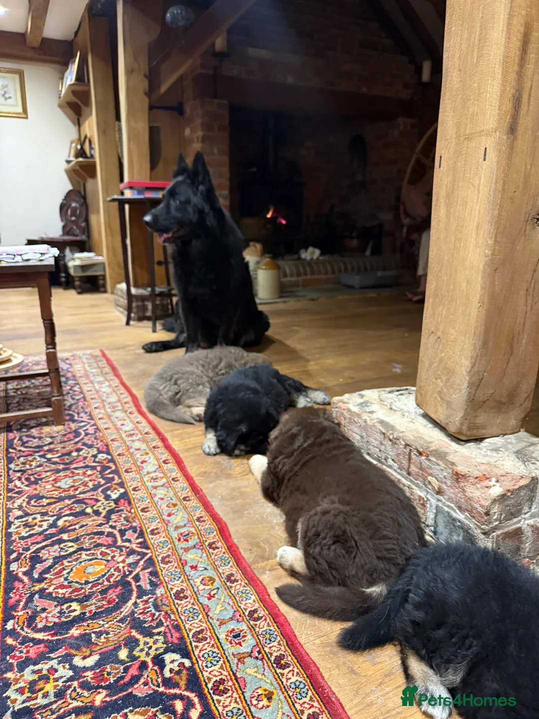 German Shepherd dogs for sale: KC reg health tested parents  - Advert 1