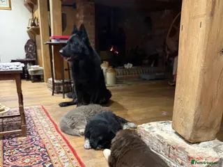 German Shepherd dogs KC reg health tested parents - Advert 15