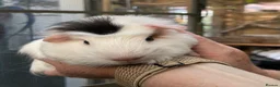 Guinea Pig rodents for sale: Lovely baby guinea pigs  - Advert 17