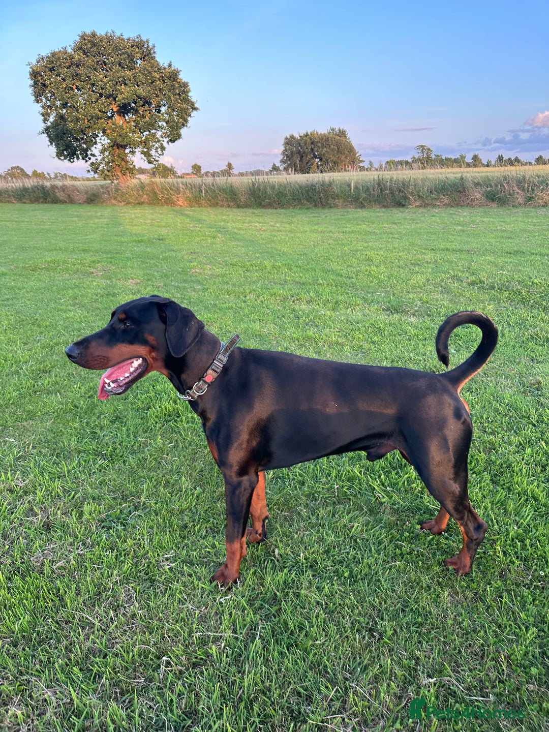 Dobermann dogs for stud: KC registered, champion blood line 07754772010 - Image 6