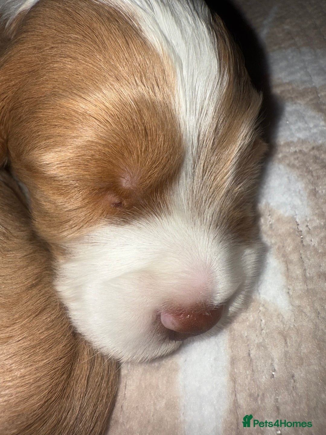 Cockapoo dogs for sale: Stunning babies ready for new homes - Advert 10