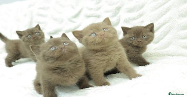 British Shorthair cats Stunning BHS Champions blood lines kittens  - Advert 4