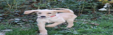 Labradoodle 1
