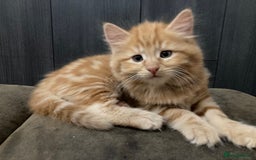 Mixed Breed cats for sale: Lovely kitten for sale  - Image 9