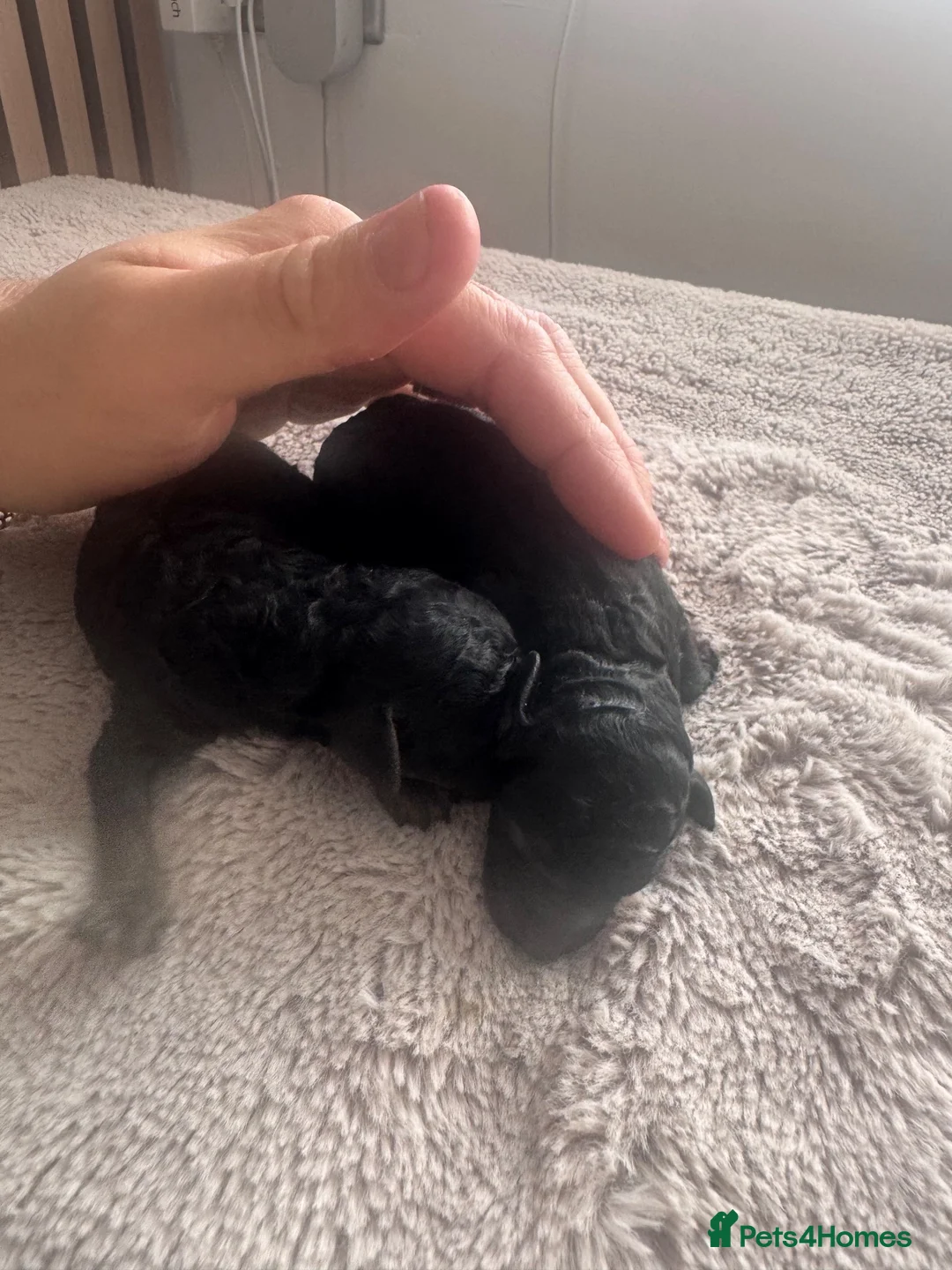 Toy Poodle dogs for sale: Phantom and black males available  - Advert 2