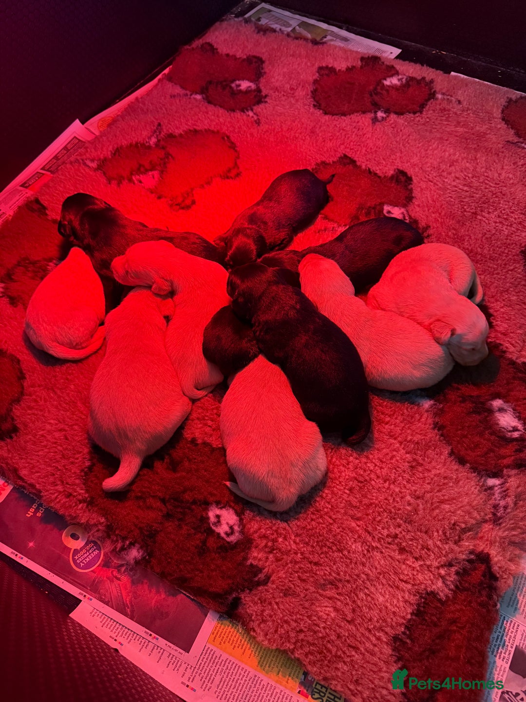 Labrador Retriever dogs for sale: KC Working Labrador Puppies - Image 3
