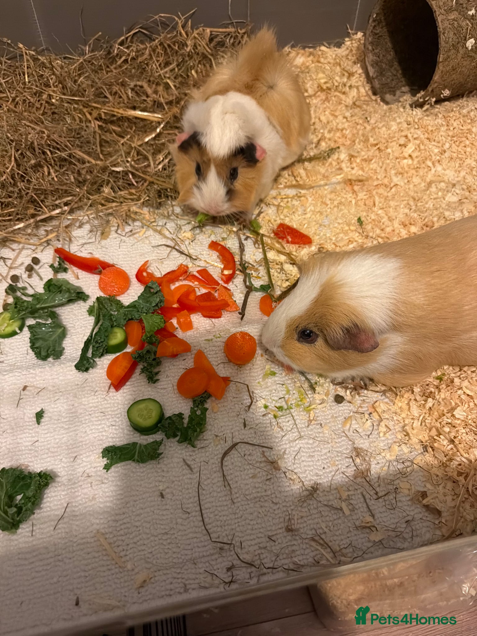 Guinea Pig rodents for sale: 2 male guinea pigs for sale.  in Croydon - Advert 2