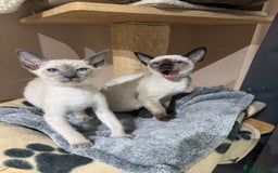 Siamese cats for sale: 3 affectionate Siamese kittens available  - Image 5