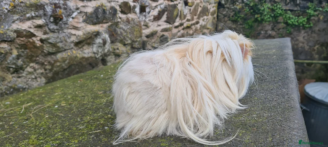 Guinea Pig rodents for sale: Sheltie Male guinea pig in Totnes - Advert 6