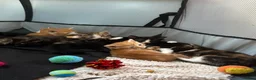 Mixed Breed cats for sale: 10x kittens for sale  - Advert 2
