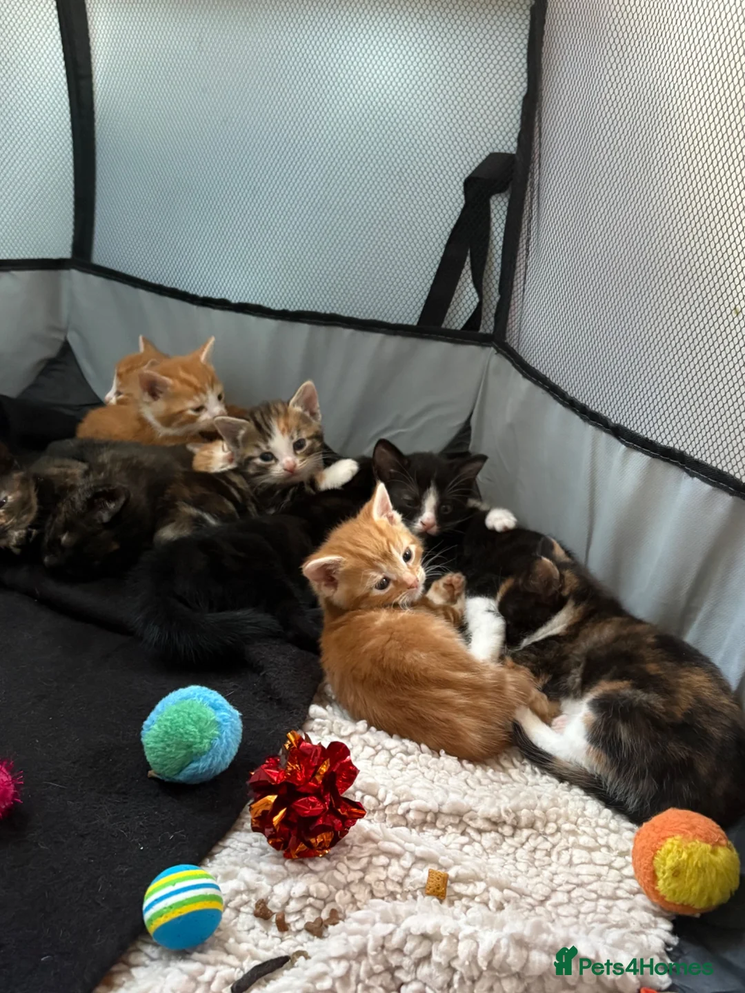 Mixed Breed cats for sale: 10x kittens for sale  - Advert 2