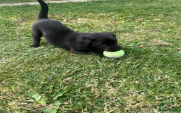 Labrador Retriever dogs for sale: KC Registered Black Labradors Edinburgh - Image 4
