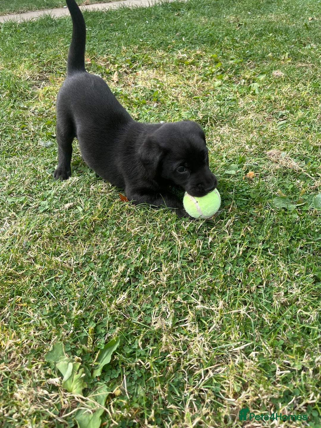 Labrador Retriever dogs for sale: KC Registered Black Labradors Edinburgh - Image 4