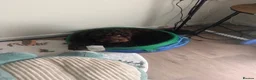 Cockapoo dogs for sale: Chocolate cockerpoo in Bargoed - Advert 2