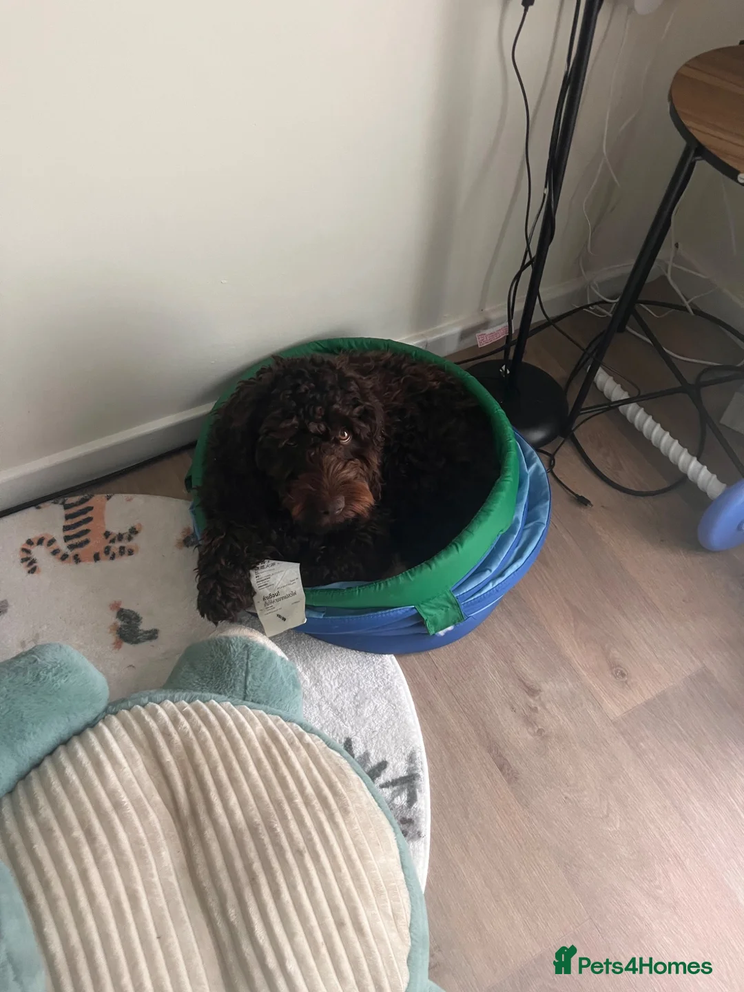 Cockapoo dogs for sale: Chocolate cockerpoo in Bargoed - Advert 2