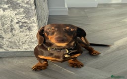 Miniature Dachshund dogs for stud: Standard Dachshund Male Stud - Image 7