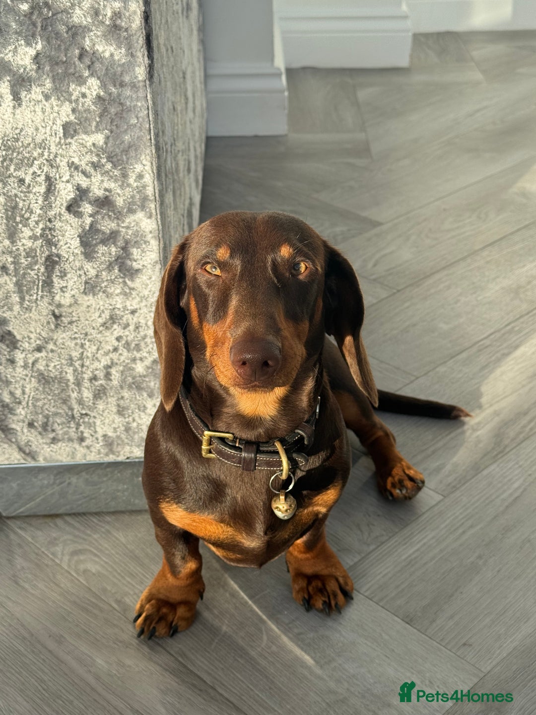 Miniature Dachshund dogs for stud: Standard Dachshund Male Stud - Image 7