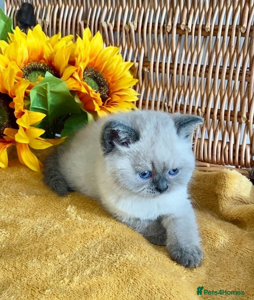 British Shorthair cats RARE SEAL LYNX PURE BRED BSH TEDDY BEARS - Advert 14