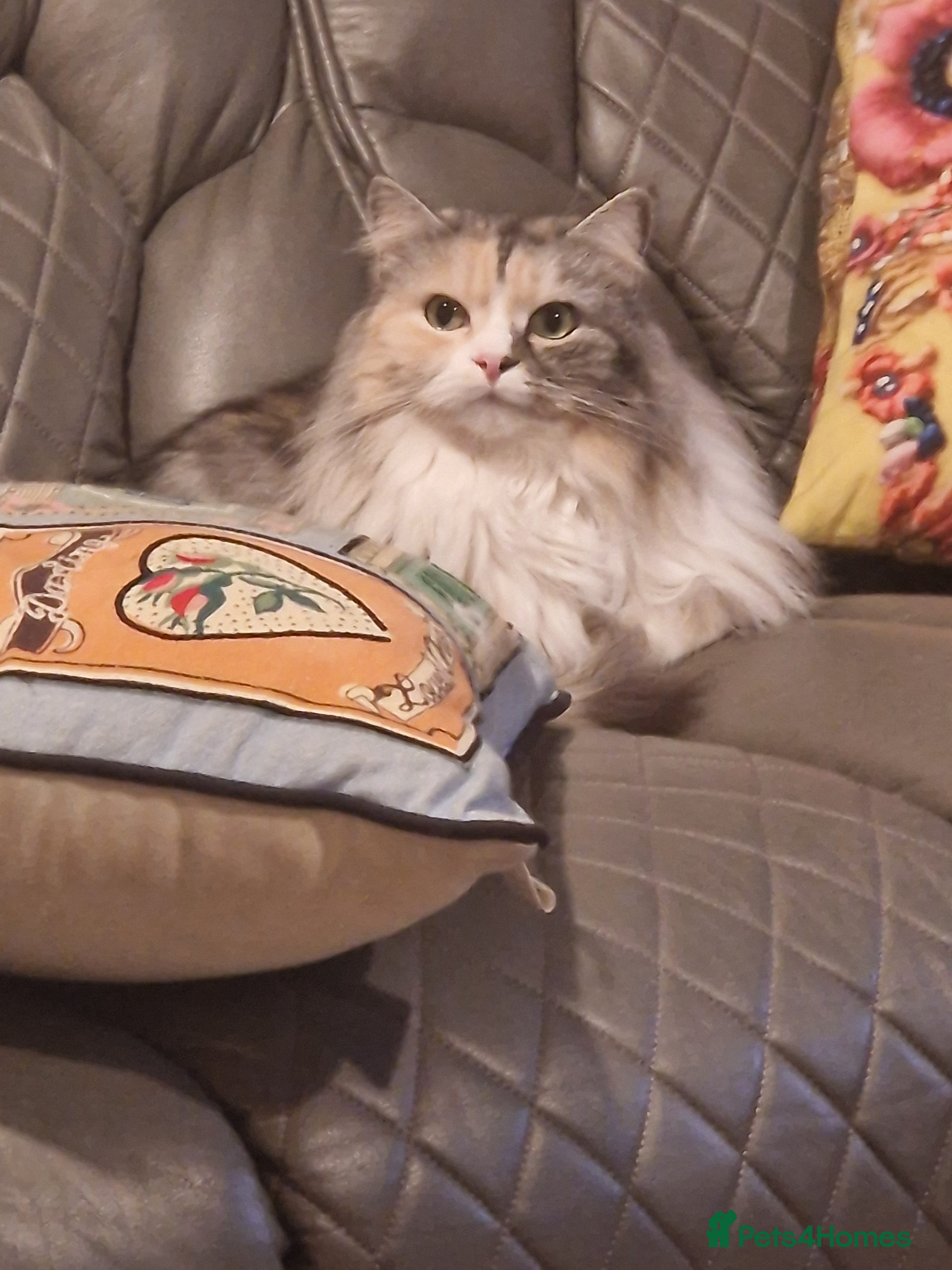 Mixed Breed cats 3 year old spayed female Persian x needing home - Advert 2