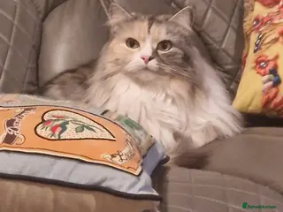 Mixed Breed cats 3 year old spayed female Persian x needing home - Advert 2