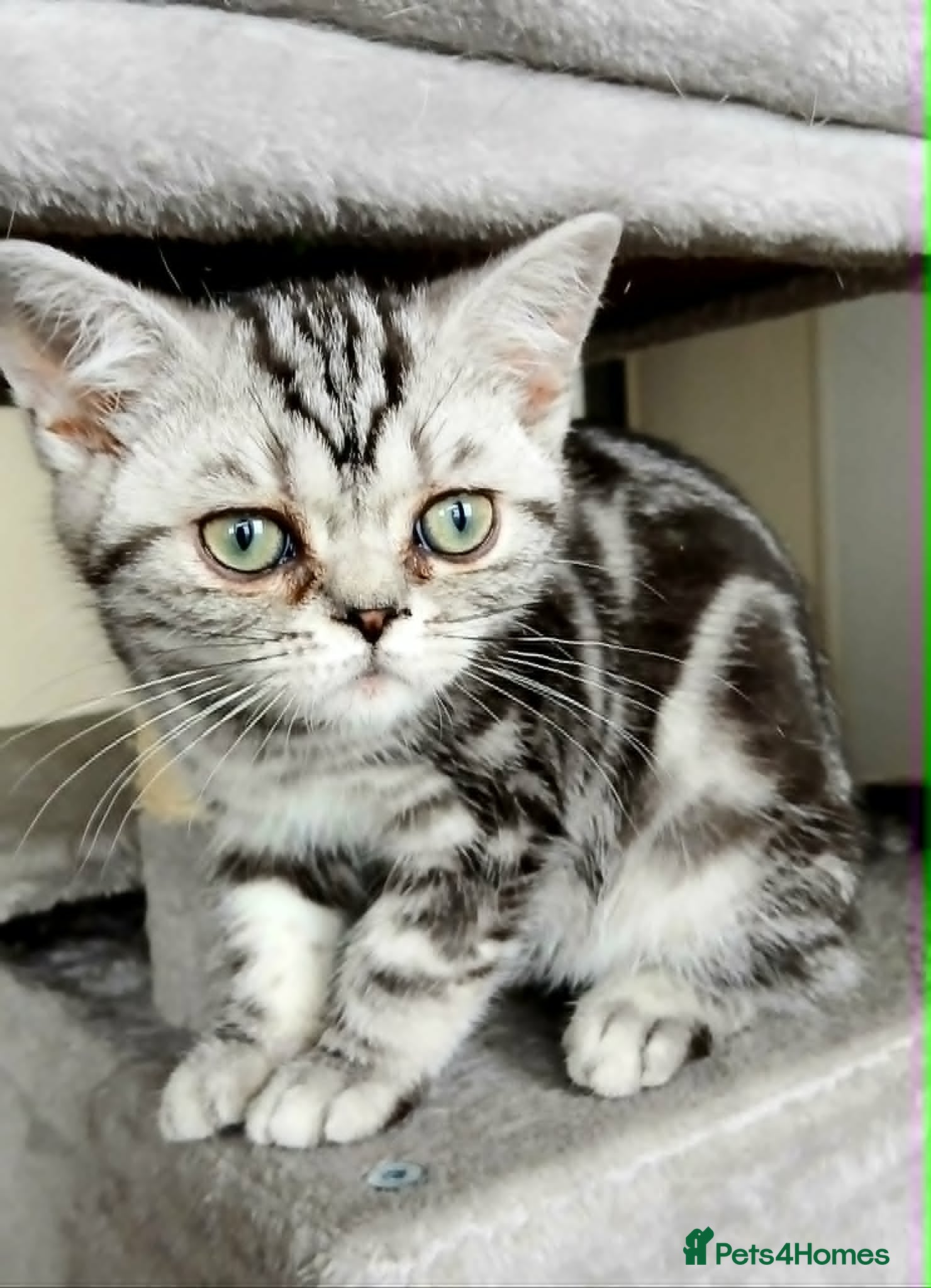 British Shorthair cats Bsh. Silver Classic Tabby . - Advert 7