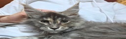 Maine Coon cats for sale: TiCA reg/Parents Fully Health Tested - Advert 34