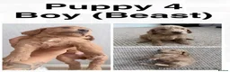 Cockapoo dogs for sale: Adorable Cockapoo Puppies - Advert 5