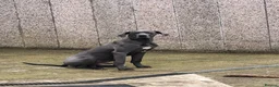 Great Dane dogs for sale: Great Dane Looking For Loving New Home - Advert 12