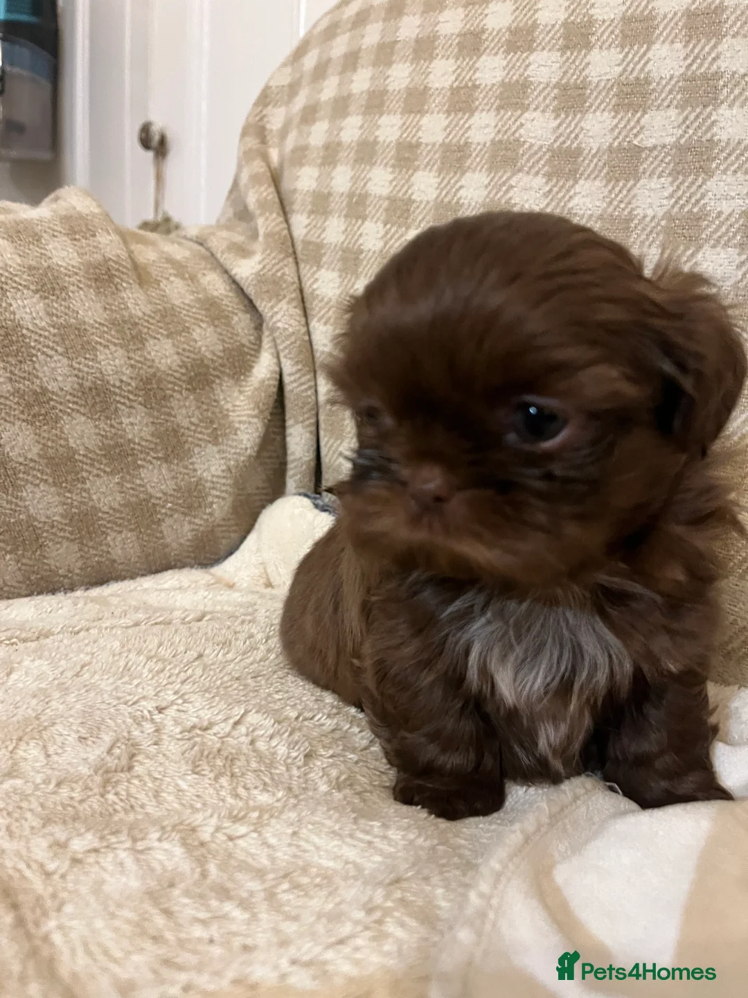 Shih Tzu dogs for sale: Adorable lavender & chocolate Shih Tzu puppies  - Advert 11
