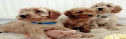 Cavapoo dogs for sale: F1 Cavapoo Puppies  - Advert 6