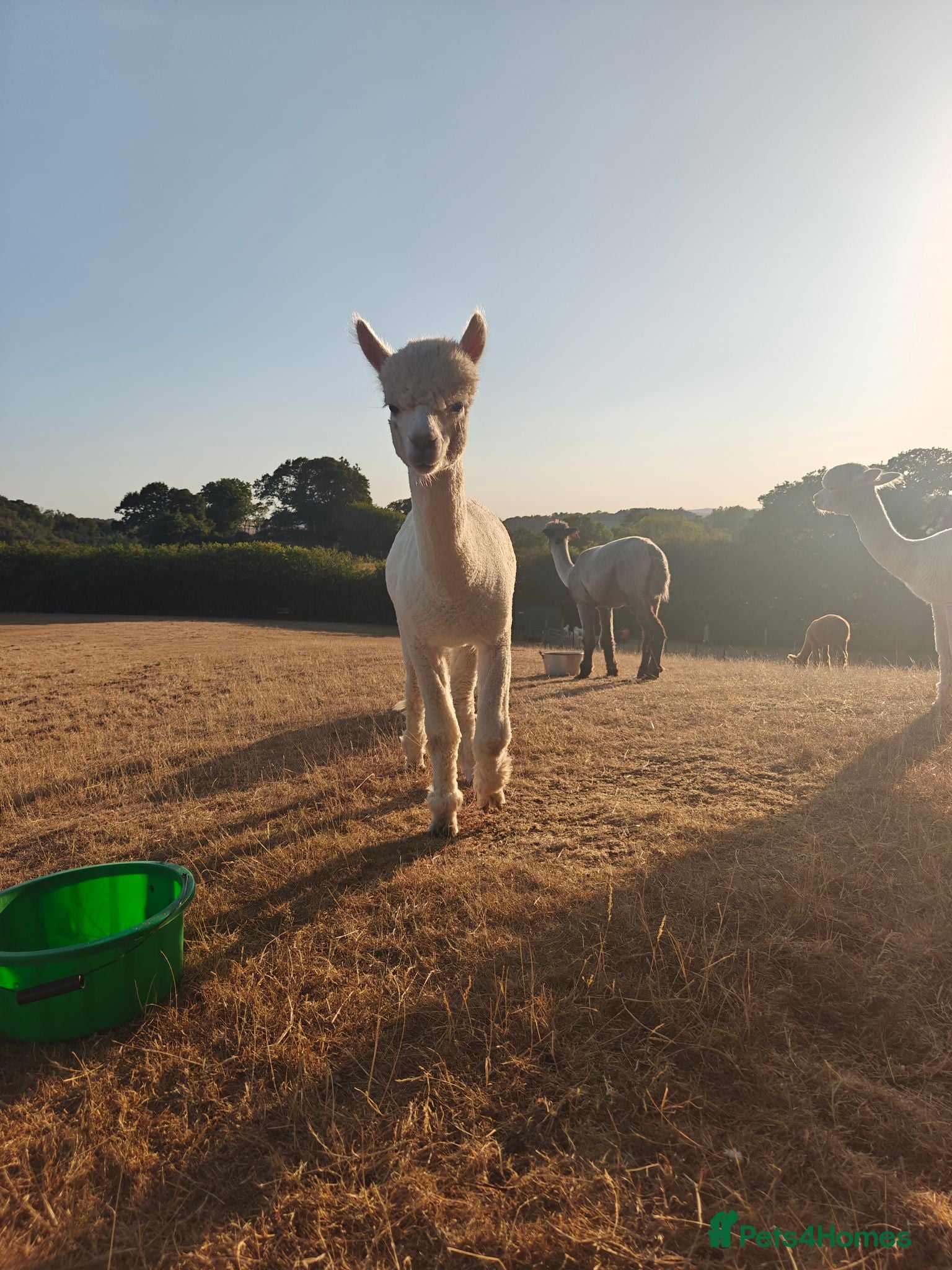 Alpaca livestock BAS registered breeding female Alpacas  - Advert 2