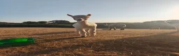 Alpaca livestock for sale: BAS registered breeding female Alpacas  in Totnes - Advert 2
