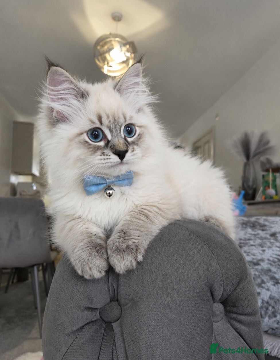Siberian cats GCCF neva Champion bloodlines siberians - Advert 1