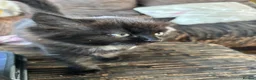 Mixed Breed cats for sale: 4 kittens ready for forever homes  - Advert 18