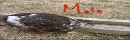 Quail poultry for sale: Piebald and Mixed Colours Coturnix Quails  - Advert 13