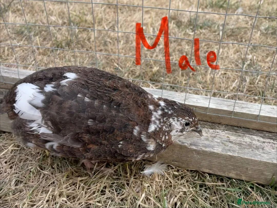 Quail poultry for sale: Piebald and Mixed Colours Coturnix Quails  - Advert 13