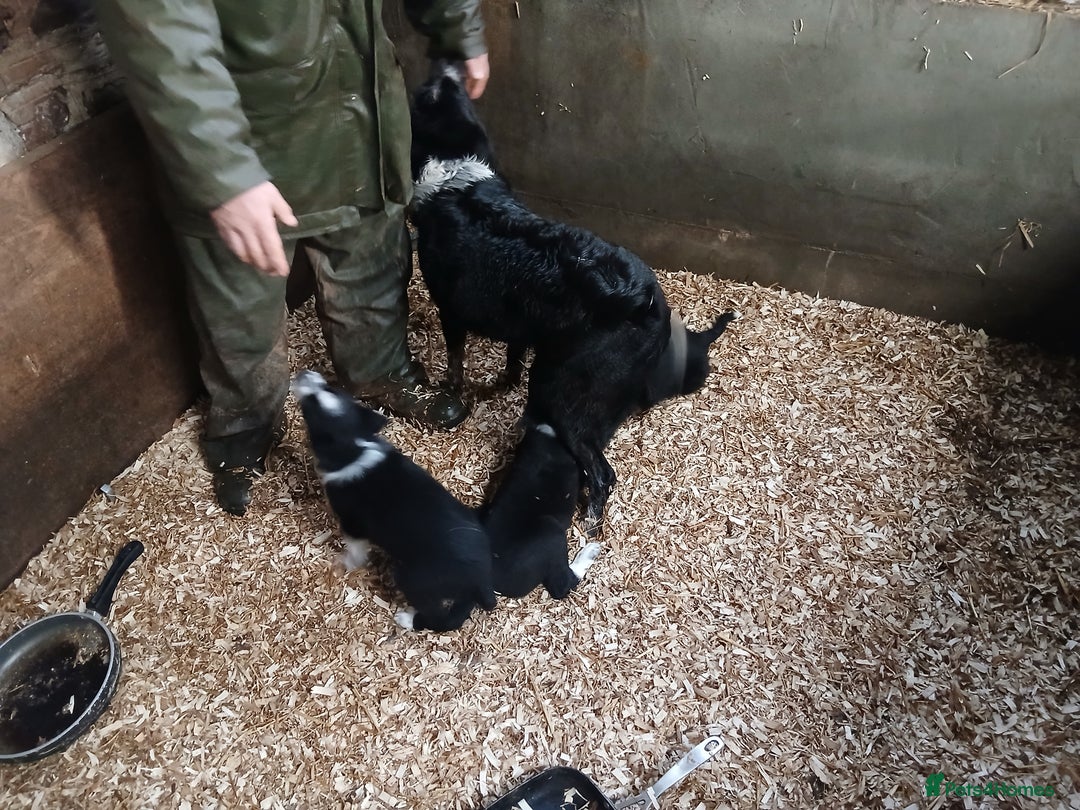 Border Collie dogs for sale: Adorable sherp dog pups for sale - Advert 2
