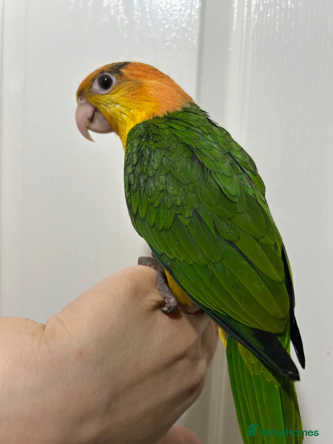 Parrots birds for sale: Hand Reared Baby Yellow Thighed Caiques  - Advert 5