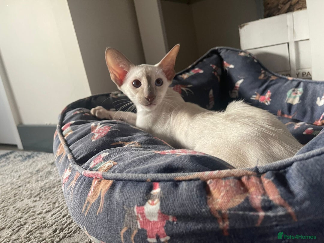 Siamese cats for sale: Siamese kittens looking for new families 🐱 - Image 2