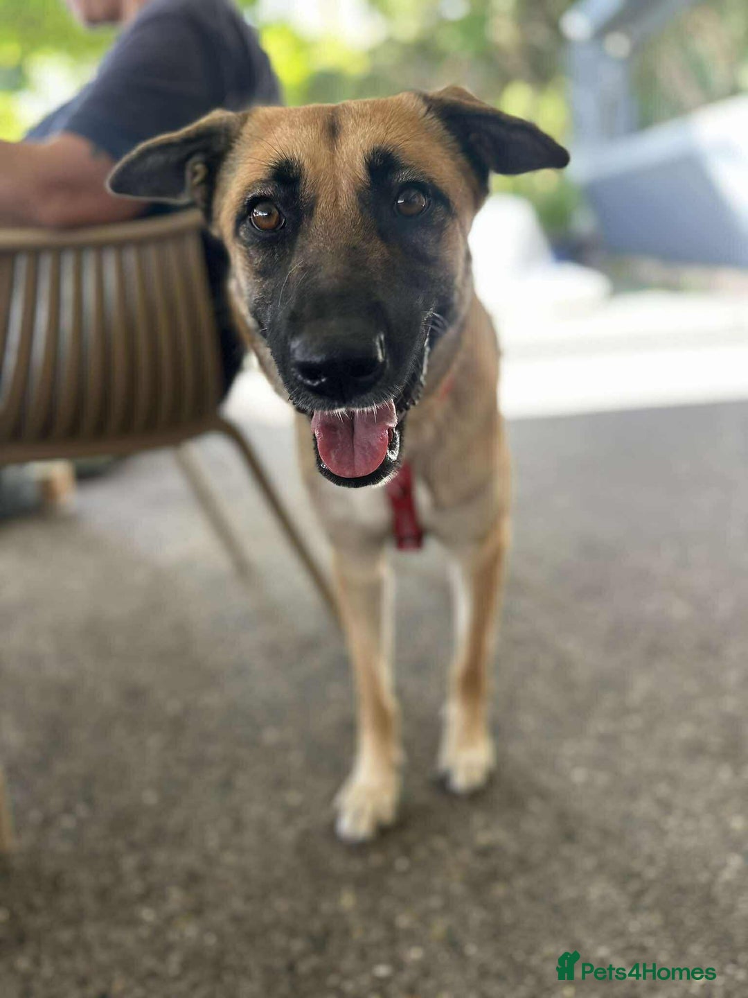 Mixed Breed dogs for adoption: Lydia the swettest fire survivor - Advert 7