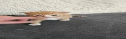 Mixed Breed cats for sale: Kittens for sale - Advert 8