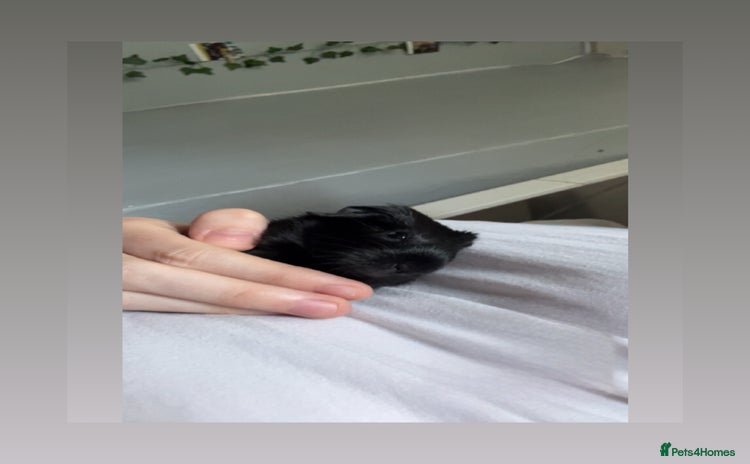 Guinea Pig rodents - Advert 1