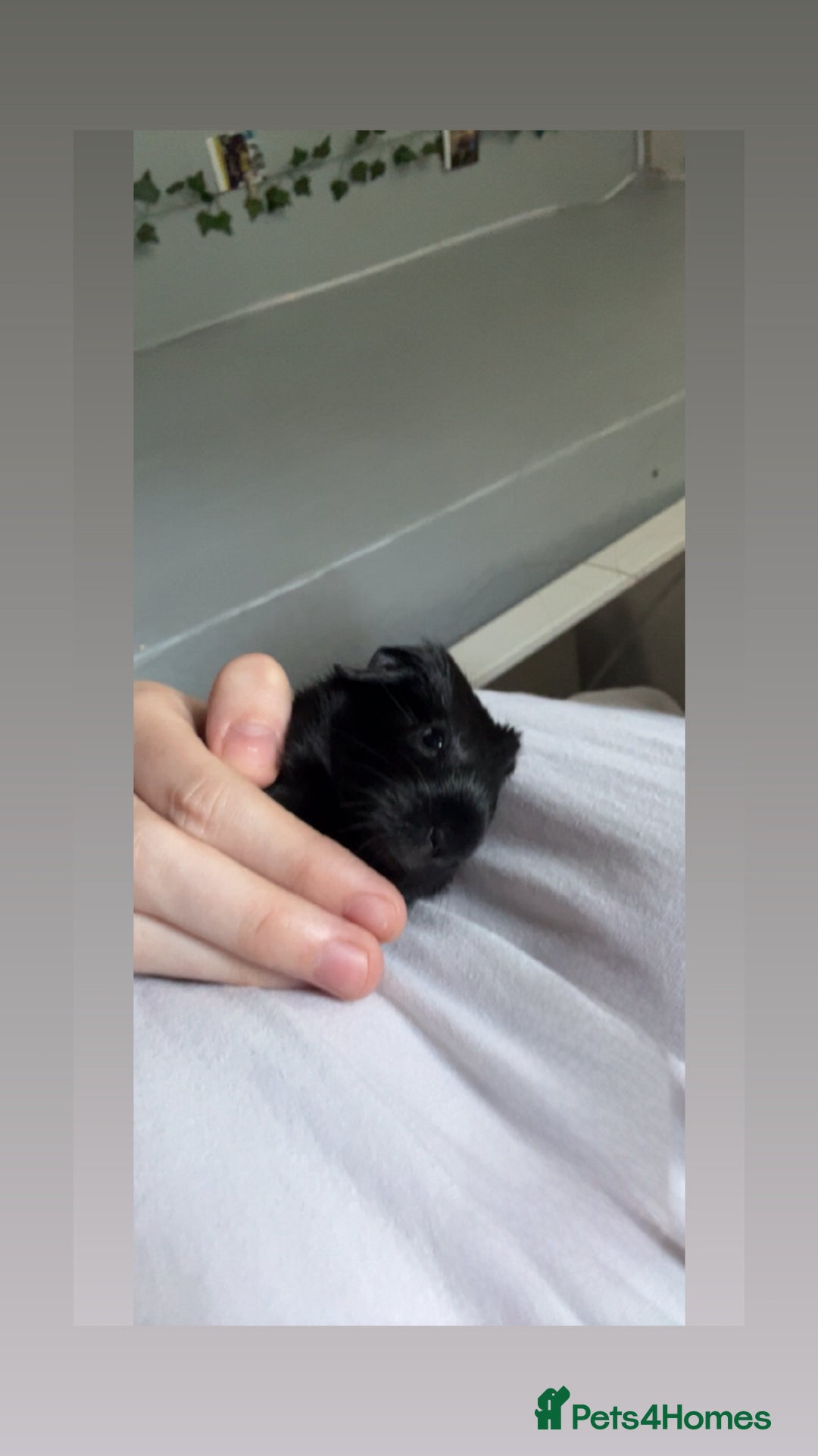 Guinea Pig rodents for sale: baby guinea pigs for sale  - Image 1