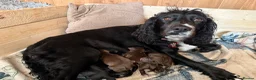 Cocker Spaniel dogs for sale: Working Type Cocker Spaniels - Advert 4