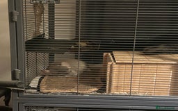 Chinchilla rodents for sale: Two female chinchillas for rehoming with cage - Advert 7