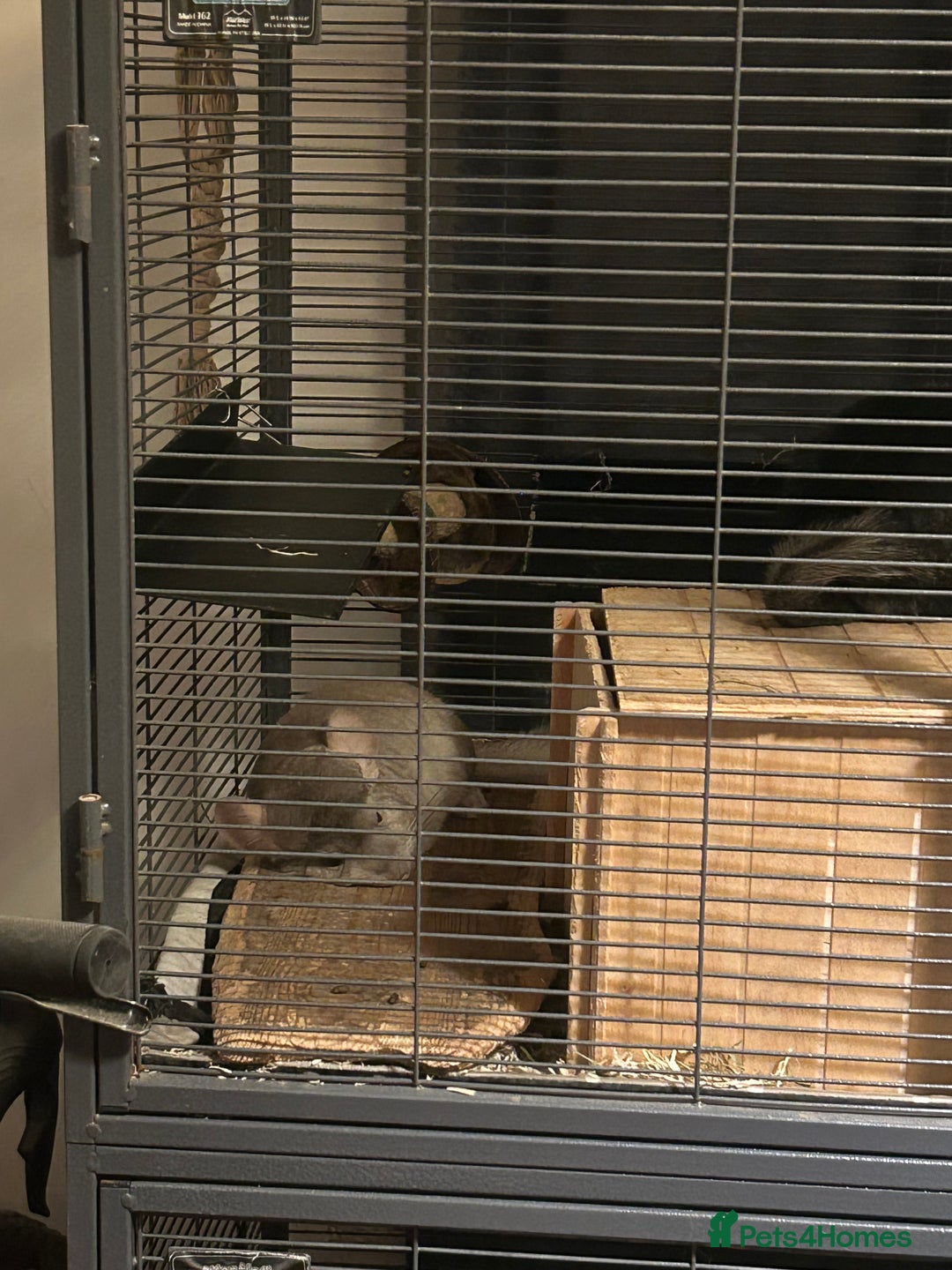 Chinchilla rodents for sale: Two female chinchillas for rehoming with cage - Advert 7