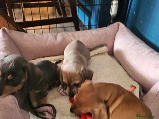 Miniature Dachshund dogs Kc registers mini smoothaired dachshund puppies - Advert 12