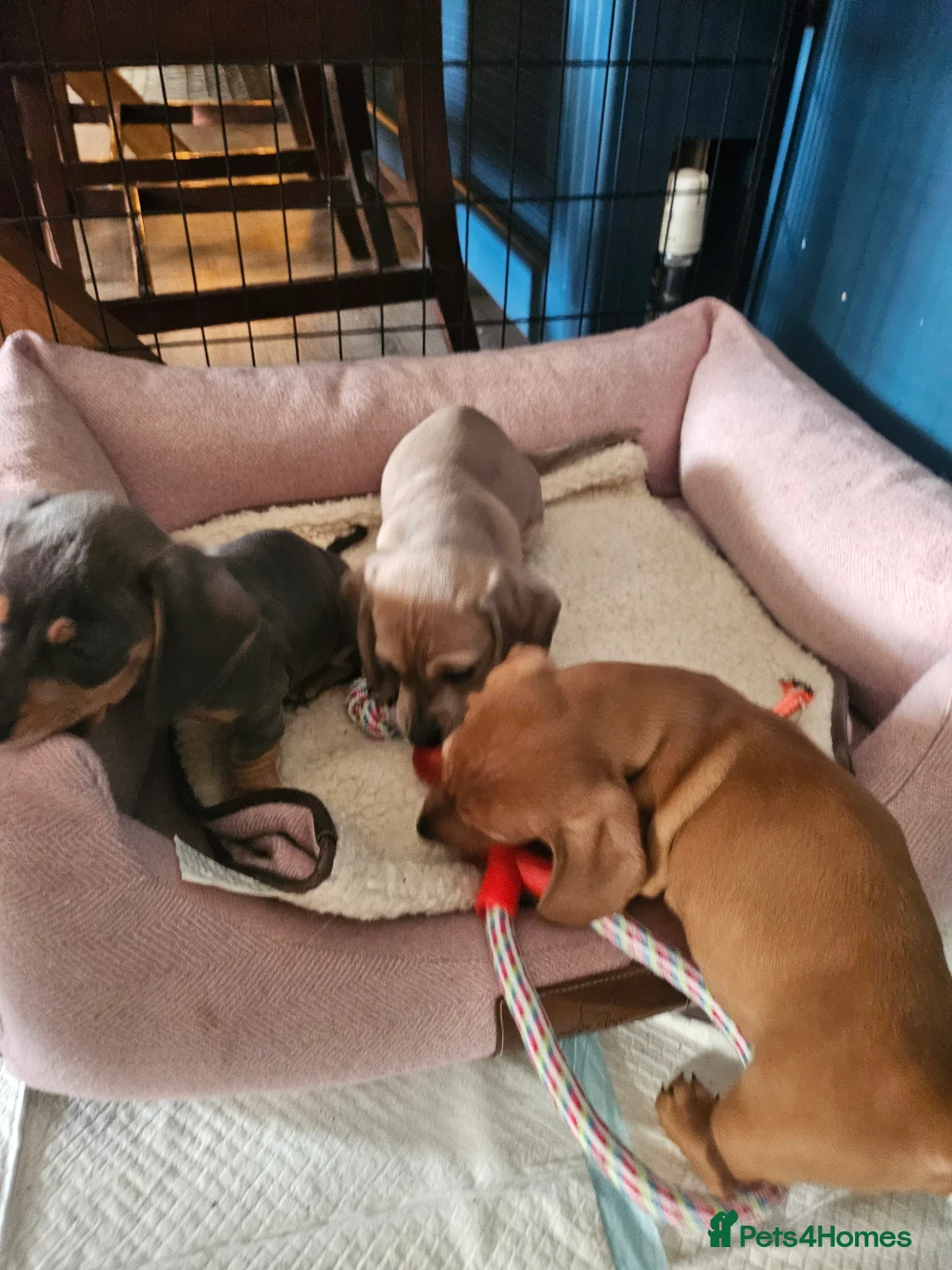 Miniature Dachshund dogs for sale: Kc registers mini smoothaired dachshund puppies - Advert 4