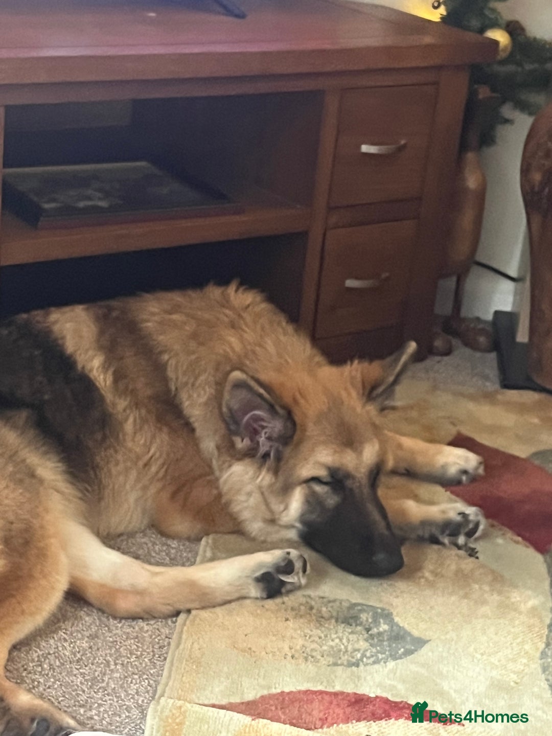 German Shepherd dogs for sale: German shepherd  - Advert 1